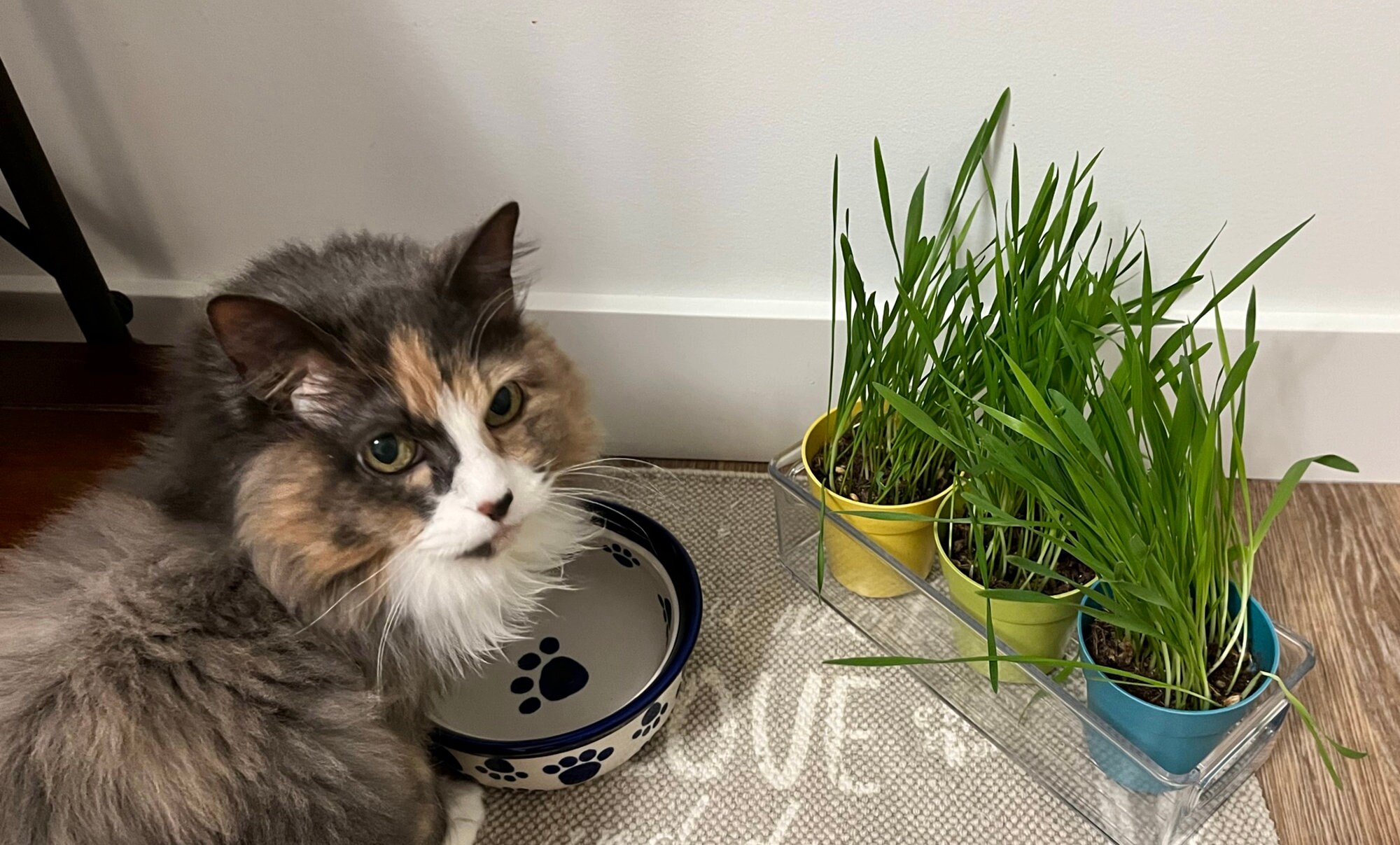 Catnip garden® herbe à chat naturelle en pot — Boutiques d'animaux
