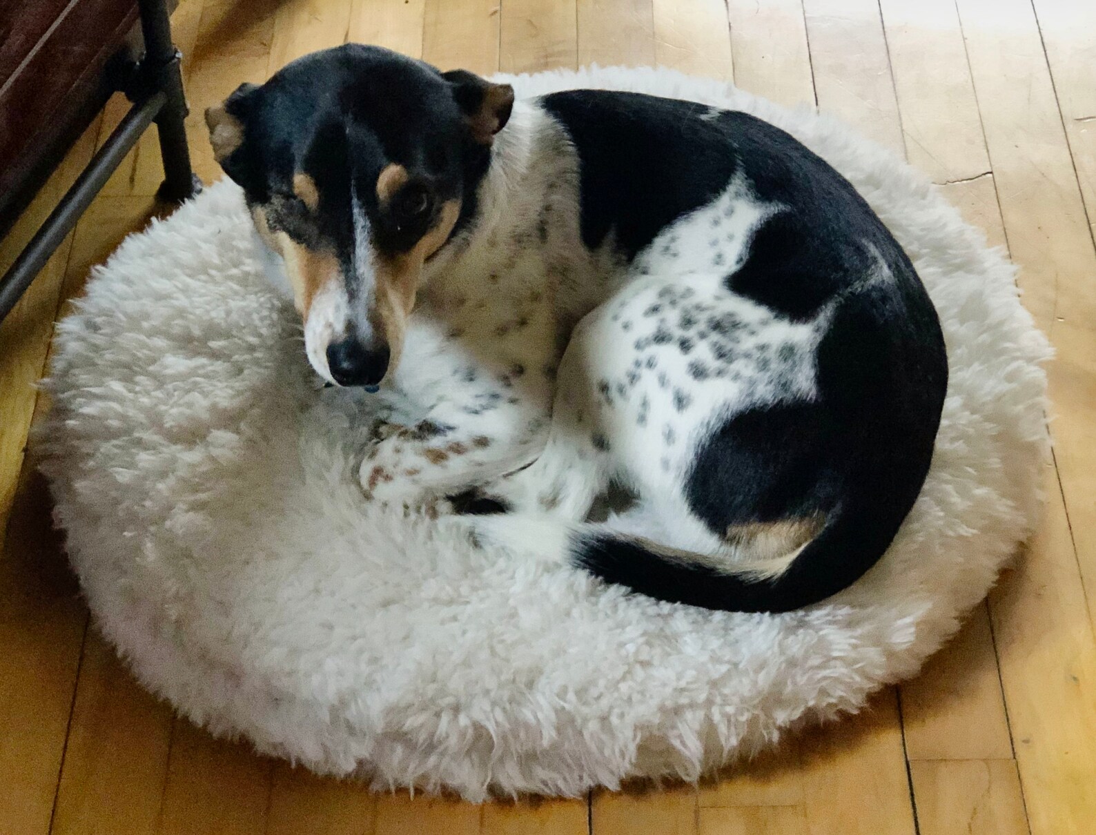 The Ultimate Buckwheat Hull Pet Bed removable outer cover Etsy