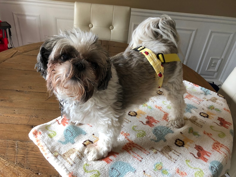 Female Dog Belly Band Belly Band Wraps Senior Dogs Potty Etsy