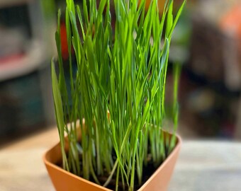 Refills - Pet Grass, Organic Oat Grass Seed, Rich Soil