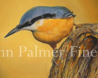 Nuthatch Picture, Nuthatch Print, Garden Birds, British wildlife, -  print from my original pastel painting