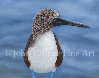 Blaufußtölpel Bild - Druck von meinem Original Pastellbild