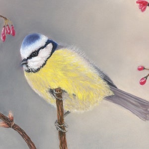 Photo mésange bleue, peinture mésange bleue, cadeau mésange bleue, photo d'oiseau de jardin, mésange bleue - carte de voeux de ma peinture pastel originale
