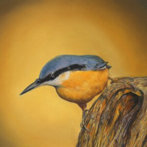 ゴジュウカラの絵のグリーティングカード、ゴジュウカラの鳥、私のオリジナルのパステル画からの庭の鳥