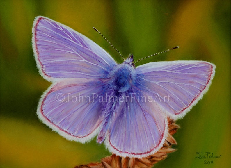 Common Blue Butterfly picture, butterfly print from my original pastel painting of a Common blue butterfly. image 1