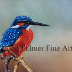 Kingfisher picture Greeting Card, The waiting game -  Greeting card from my painting a Kingfisher