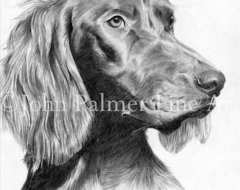 Red Setter picture pet portrait -  print from my original drawing