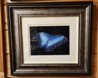 Blue Morpho Butterfly, original framed pastel painting, overall size 16 inches x 15.5 inches