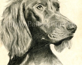 Red Setter Bild, Red Setter Zeichnung, Grußkarte von meiner Zeichnung von einem Red Setter