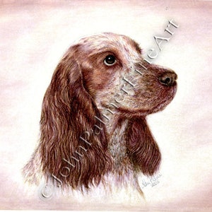 Springer Spaniel picture pet portrait -  print from my original pastel painting
