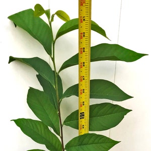 May include: A green potted plant with a yellow measuring tape next to it. The plant is about 28 inches tall and is in a black plastic pot. The plant is growing in a bed of small rocks.