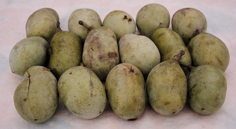 Pawpaw Asimina Triloba Tree 20"+ Tall Live Plant in 3.5" X 9" Air Prune ...