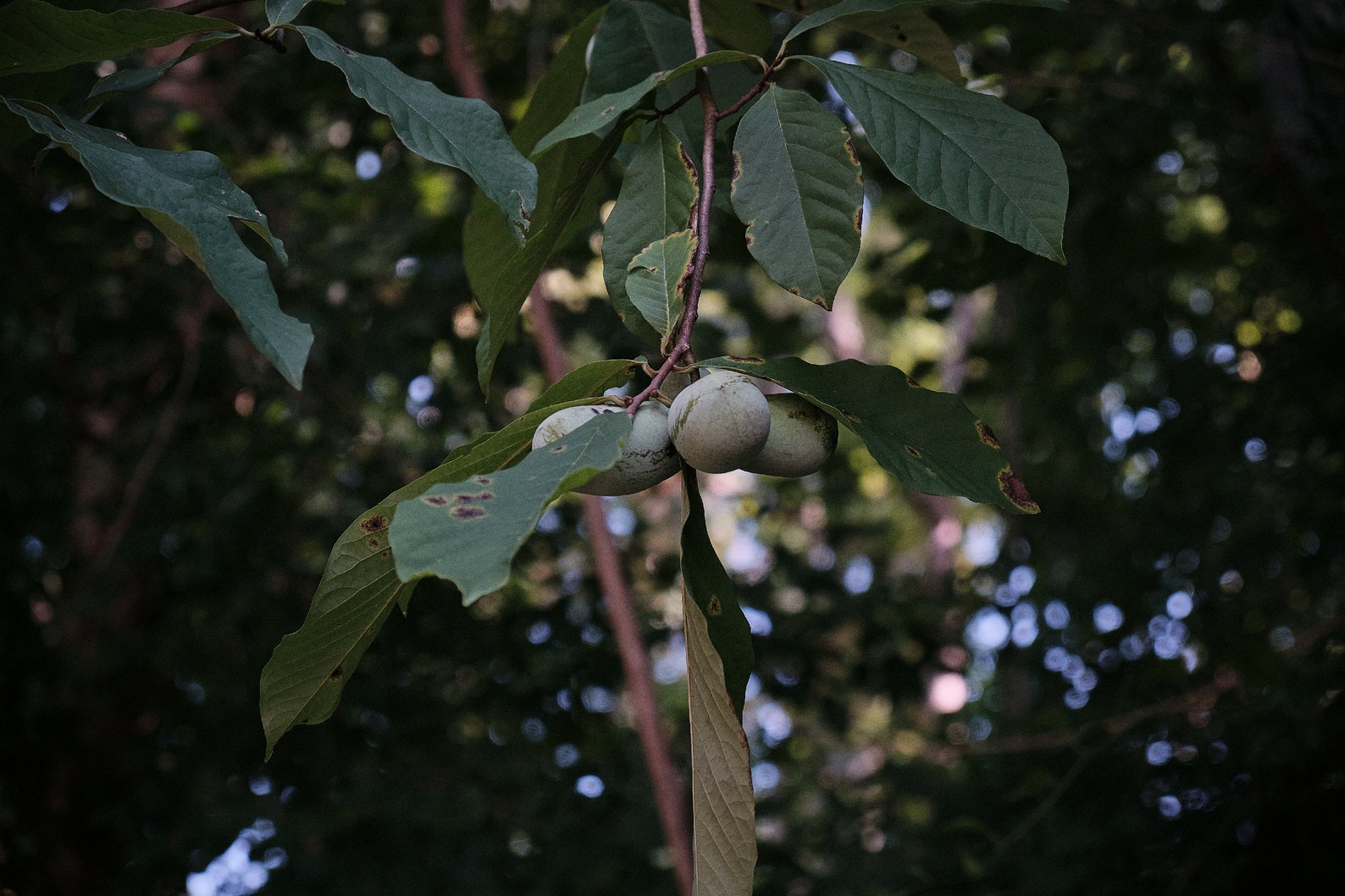Pawpaw Asimina Triloba Tree 20"+ Tall Live Plant in 3.5" X 9" Air Prune ...