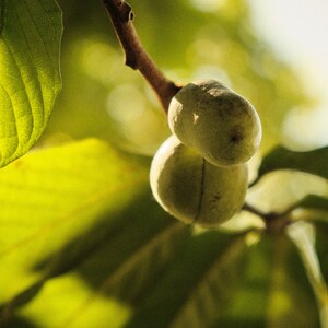 Pawpaw Asimina Triloba Tree 20"+ Tall Live Plant in 3.5" X 9" Air Prune ...