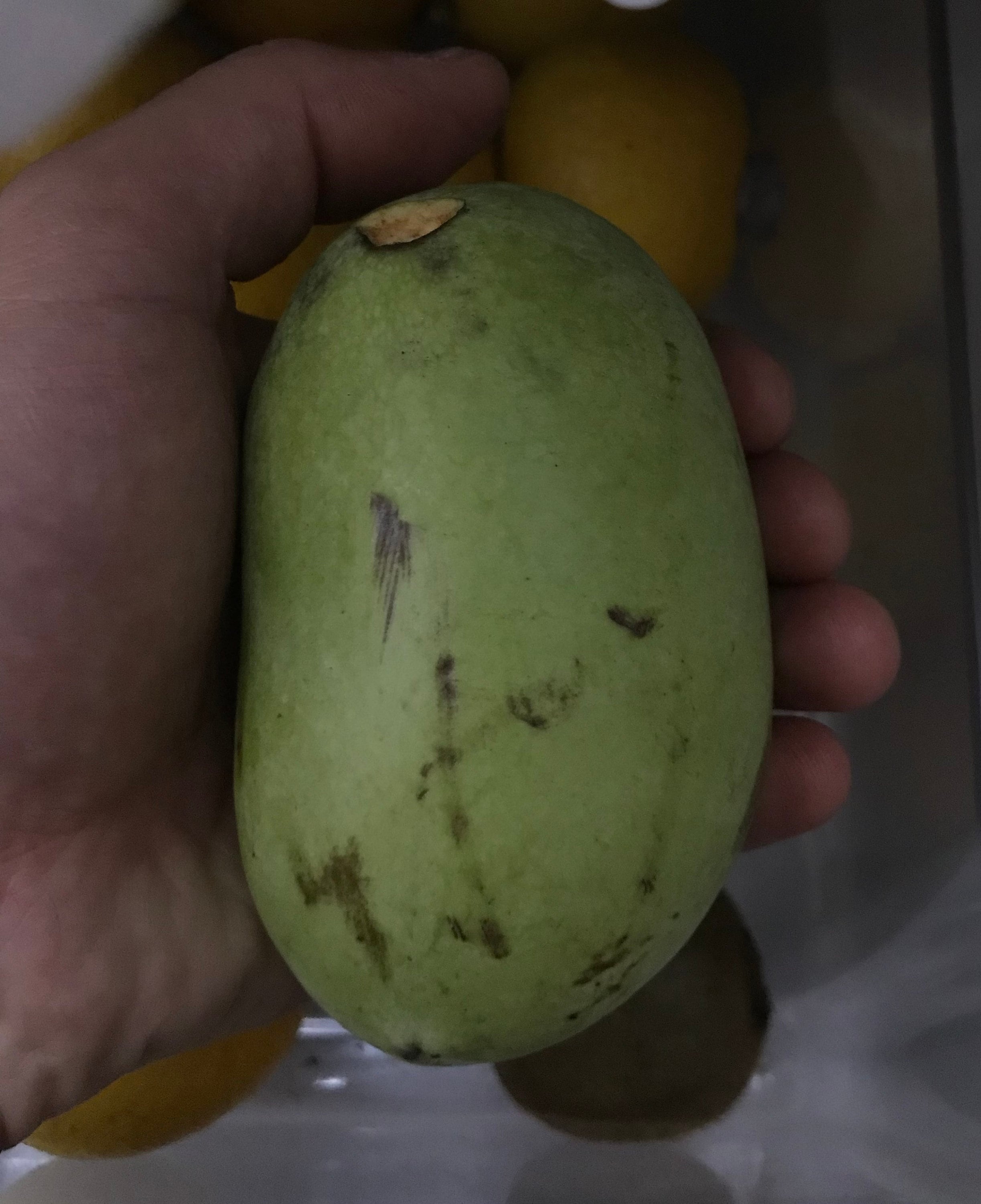 Pawpaw Asimina Triloba Tree 20"+ Tall Live Plant in 3.5" X 9" Air Prune ...