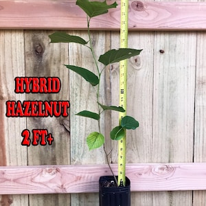 May include: A green hybrid hazelnut plant in a black pot, measured at over 2 feet tall with a yellow measuring tape.
