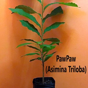 Pawpaw Asimina Triloba Tree 20"+ Tall Live Plant in 3.5" X 9" Air Prune ...