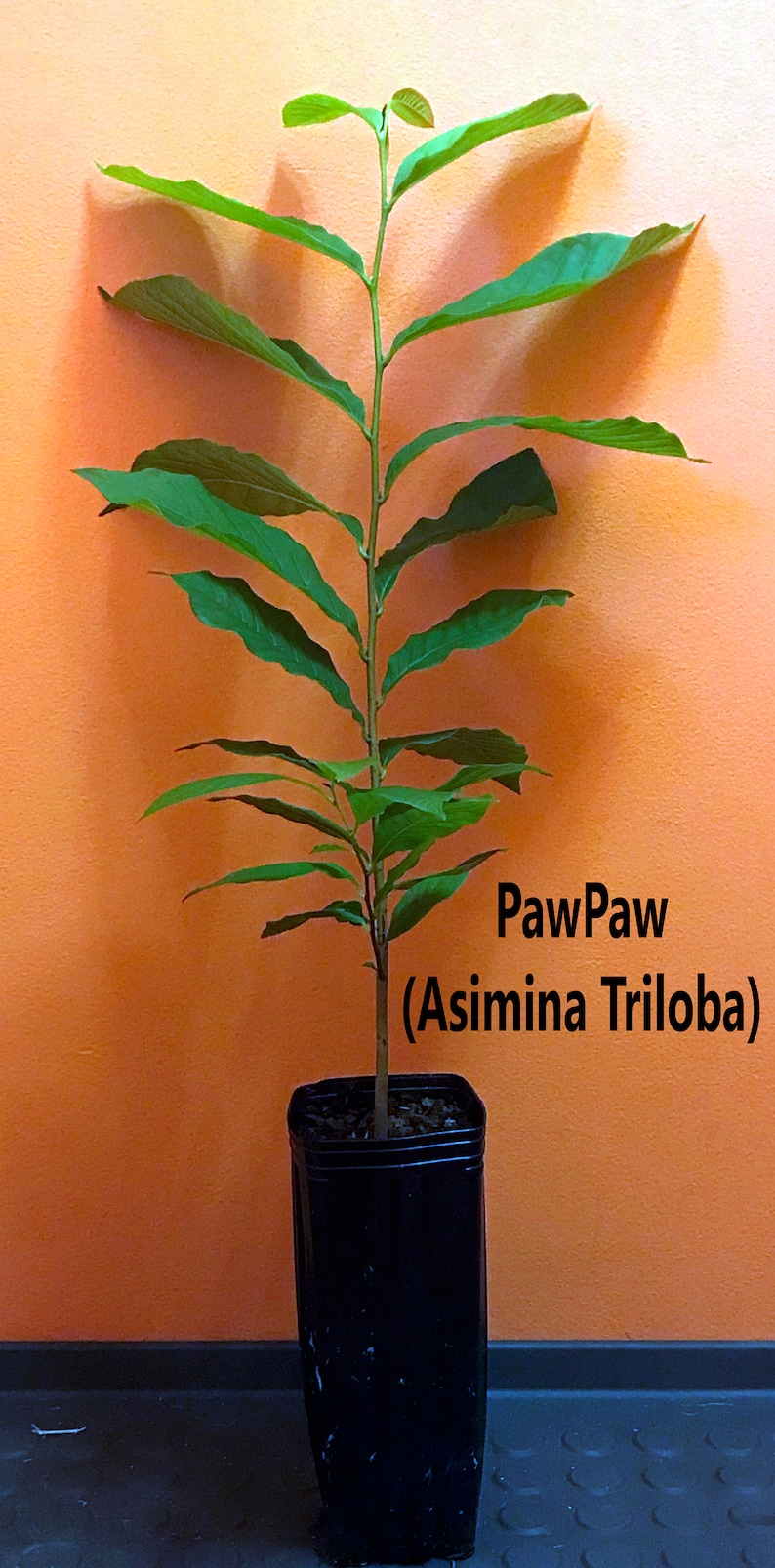 Pawpaw Asimina Triloba Tree 20"+ Tall Live Plant in 3.5" X 9" Air Prune ...