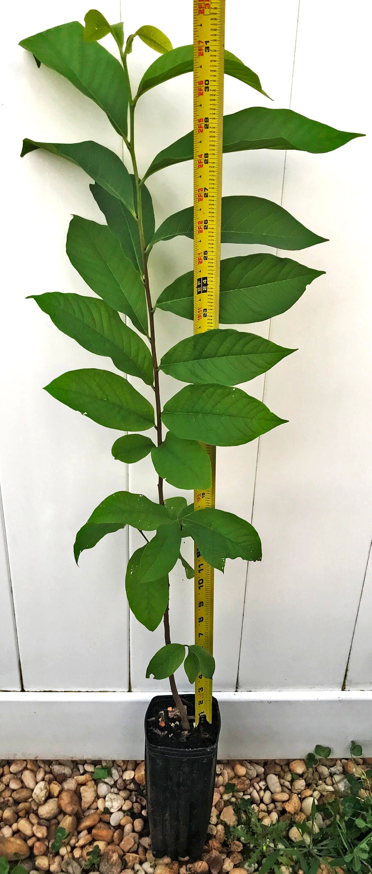 Pawpaw Asimina Triloba Tree 30"+ Tall Live Plant in 3.5" X 9" Air Prune ...