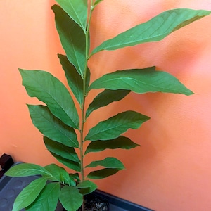Pawpaw Asimina Triloba Tree 20"+ Tall Live Plant in 3.5" X 9" Air Prune ...