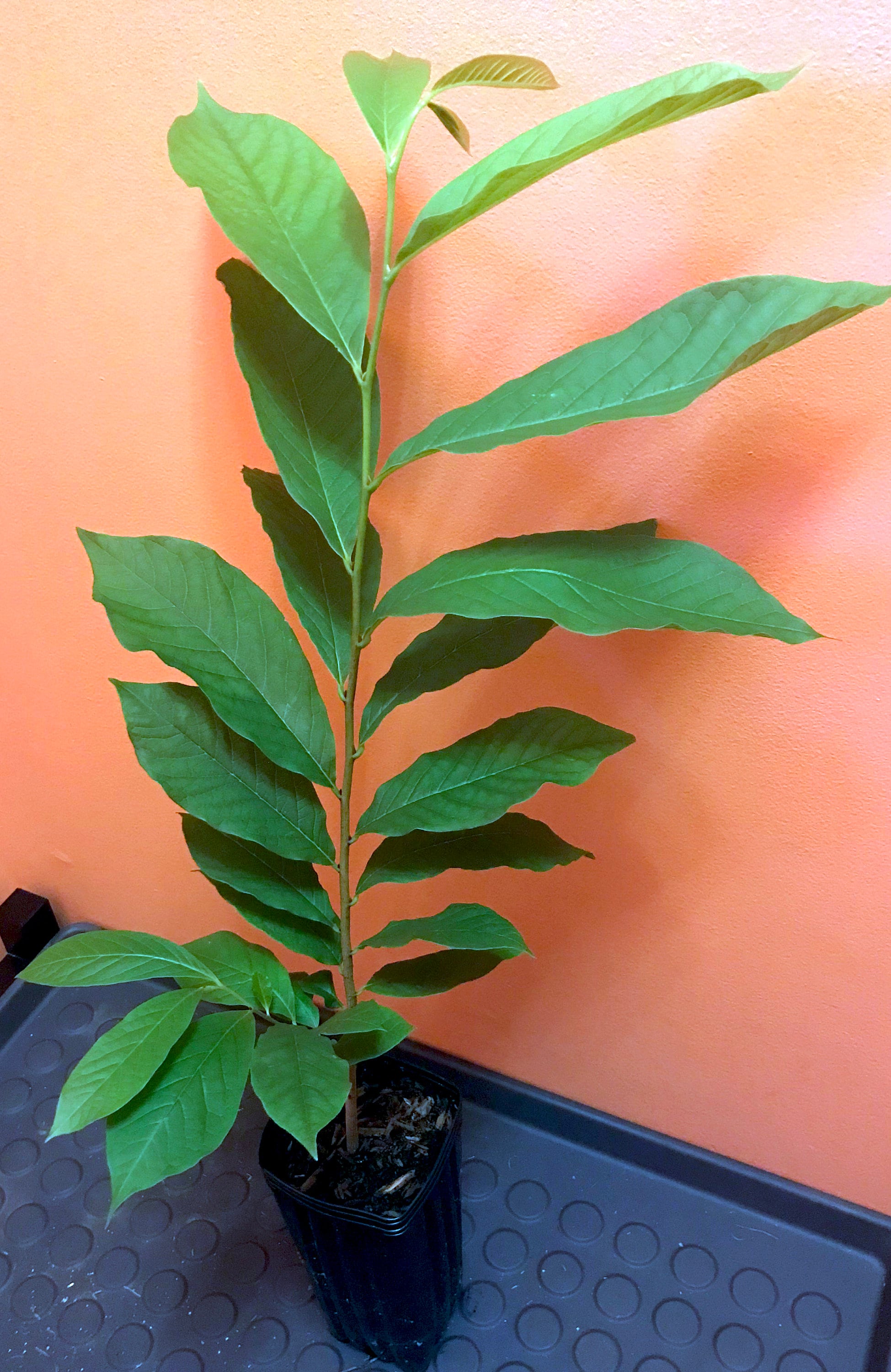 Pawpaw Asimina Triloba Tree 20"+ Tall Live Plant in 3.5" X 9" Air Prune ...