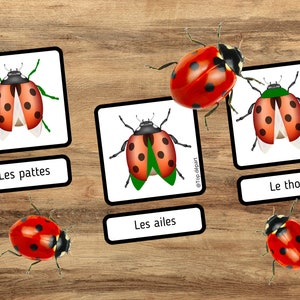 Ladybug Pack of 20 Montessori nomenclature cards on the anatomy of the ladybug image 4