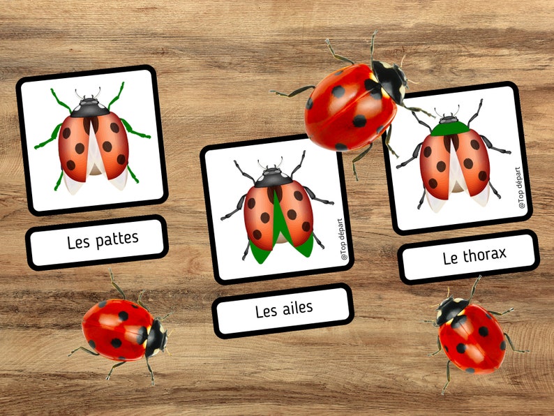 Ladybug Pack of 20 Montessori nomenclature cards on the anatomy of the ladybug image 4