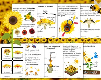 Montessori Le Tournesol Activity booklet with anatomy and life cycle 64 fun activity sheets