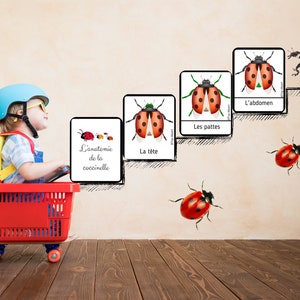 Ladybug Pack of 20 Montessori nomenclature cards on the anatomy of the ladybug image 3