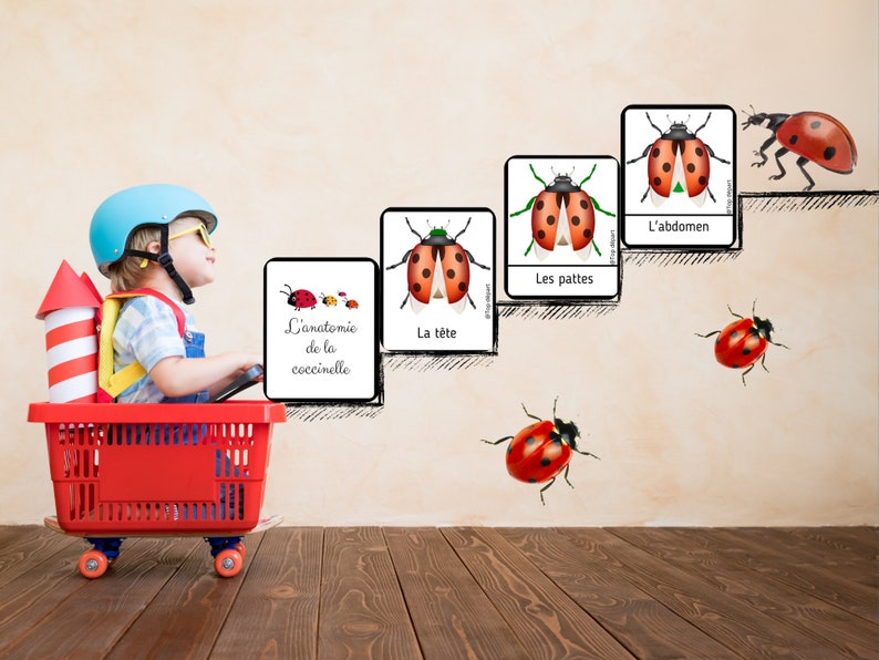 Ladybug Pack of 20 Montessori nomenclature cards on the anatomy of the ladybug image 3