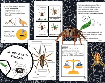 Montessori Cycle de vie de l'araignée 53 fiches d'activité + Cartes sur l'anatomie de l'araignée + Livret à fabriquer