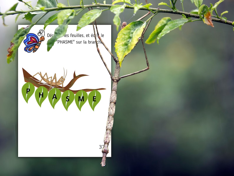 Montessori Cycle de vie du Phasme 56 fiches d'activité avec Cartes de nomenclature sur l'anatomie du phasme incluses image 7
