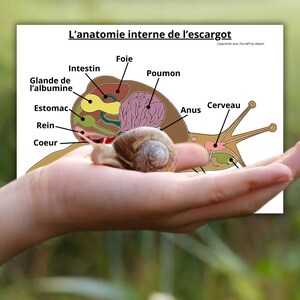 Montessori Super pack Cycle de vie de l'escargot Fichier anatomie interne guide d'élevage 66 Cartes incluses image 8