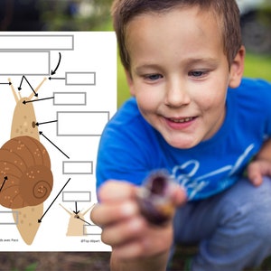 Montessori Cycle de vie de l'Escargot 53 fiches d'activité ludiques pour découvrir l'escargot -Cartes de nomenclature de l'Escargot incluses