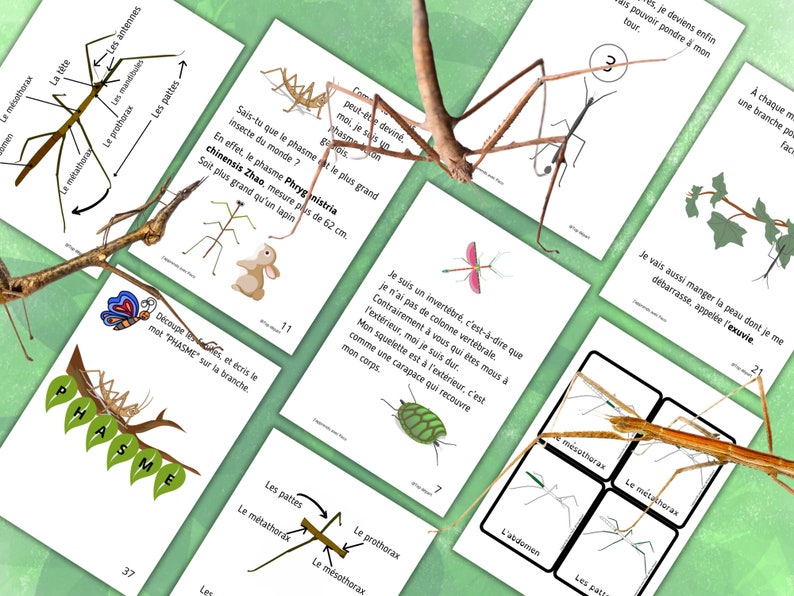 Montessori Life cycle of the stick insect 56 activity sheets with nomenclature cards on the anatomy of the stick insect included image 2