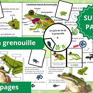 Montessori Super pack Cycle de vie de la grenouille Livret à fabriquer Fichier anatomie interne 61 Cartes incluses image 1