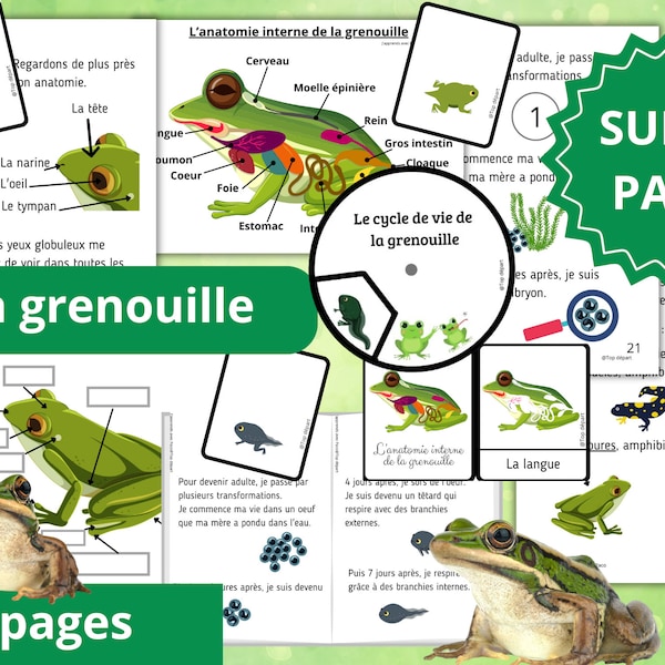 Montessori Super pack Cycle de vie de la grenouille + Livret à fabriquer + Fichier anatomie interne + 61 Cartes incluses