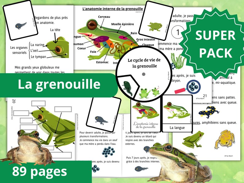 Montessori Super pack Cycle de vie de la grenouille Livret à fabriquer Fichier anatomie interne 61 Cartes incluses image 1