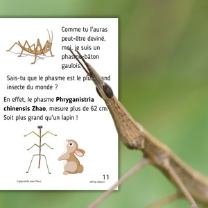 Montessori Life cycle of the stick insect 56 activity sheets with nomenclature cards on the anatomy of the stick insect included image 5