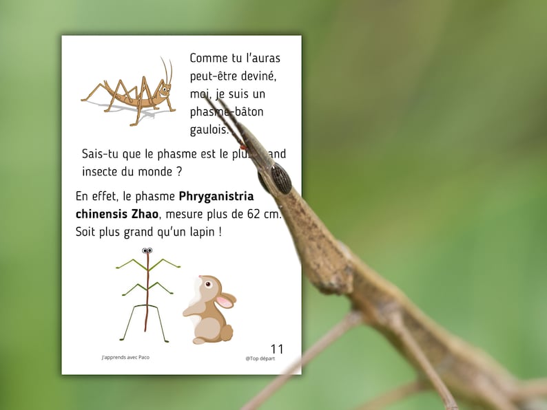 Montessori Cycle de vie du Phasme 56 fiches d'activité avec Cartes de
