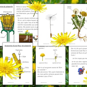 Montessori Le Pissenlit Livret d'activité avec anatomie et cycle de vie 40 fiches d'activité ludiques image 1