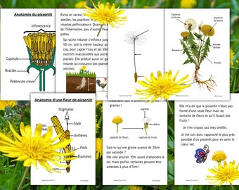 Folleto de actividades Montessori The Dandelion con anatomía y ciclo de vida 40 hojas de actividades divertidas