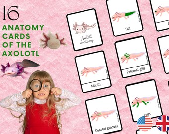 Axolotl Pack of 16 Montessori nomenclature cards on the anatomy of the axolotl English language