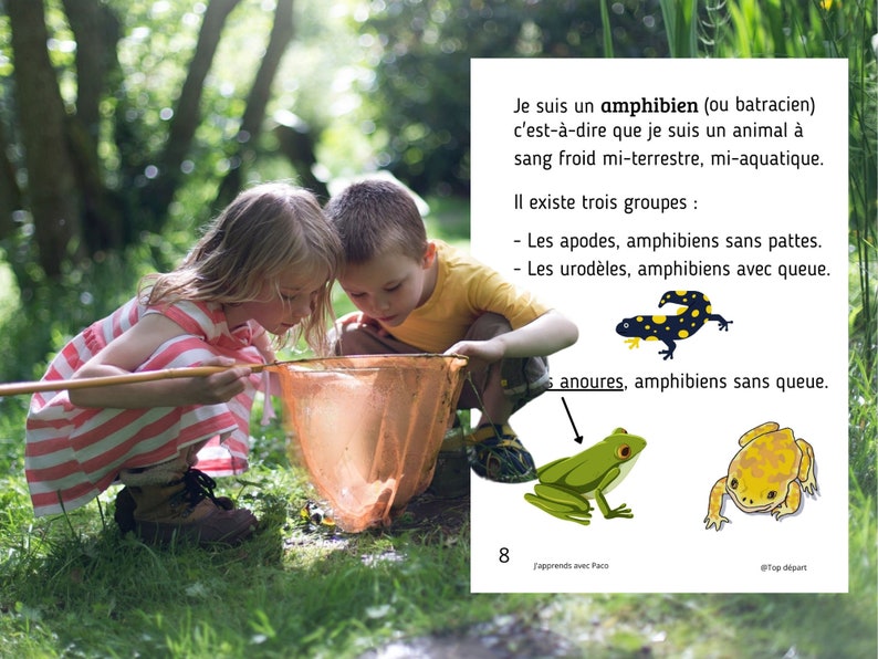 Montessori Cycle de vie de la Grenouille 56 fiches d'activité avec Cartes de nomenclature sur l'anatomie de la grenouille incluses image 3