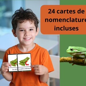 Montessori Cycle de vie de la Grenouille 56 fiches d'activité avec Cartes de nomenclature sur l'anatomie de la grenouille incluses image 8