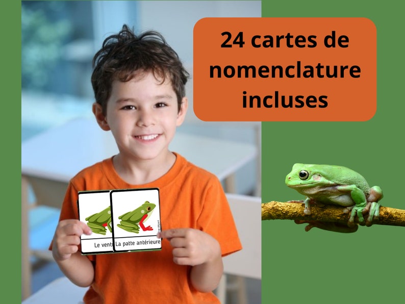 Montessori Cycle de vie de la Grenouille 56 fiches d'activité avec Cartes de nomenclature sur l'anatomie de la grenouille incluses image 8