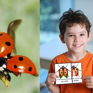 Ladybug Pack of 20 Montessori nomenclature cards on the anatomy of the ladybug image 2