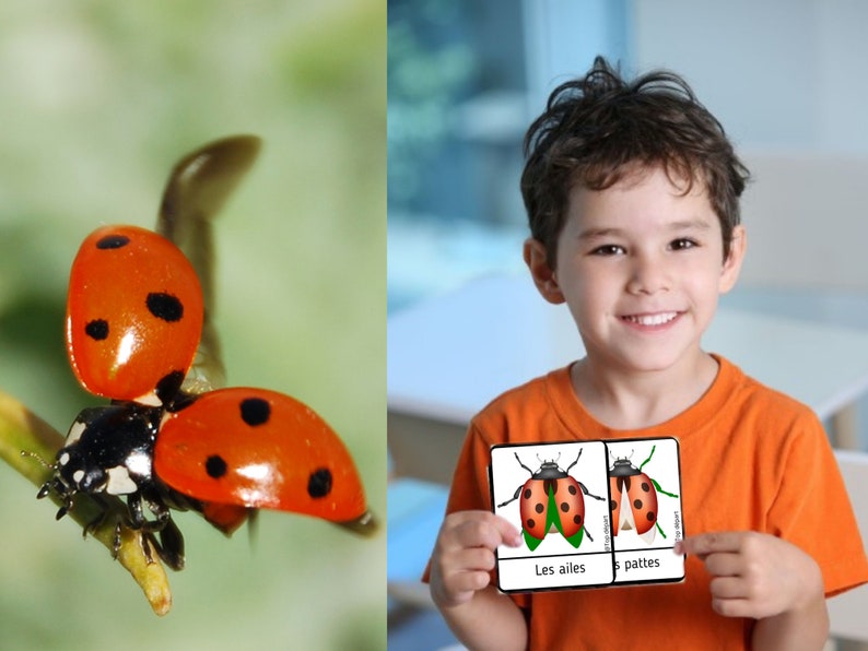 Ladybug Pack of 20 Montessori nomenclature cards on the anatomy of the ladybug image 2