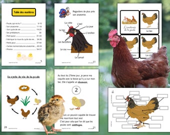 Montessori Cycle de vie de la Poule 57 fiches d'activité avec Pack 36 Cartes de nomenclature sur l'anatomie de la poule incluses