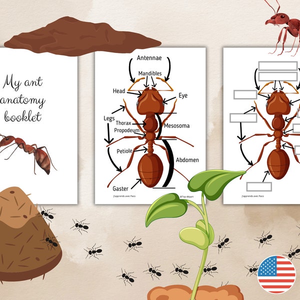 Fourmi Affiches sur l'anatomie de la fourmi et Livret à fabriquer